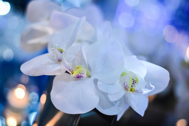 Flower Concept at the Royal Wedding Fair 